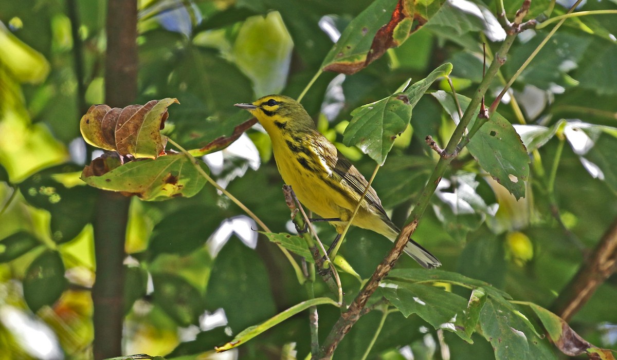Prairie Warbler - ML641002974