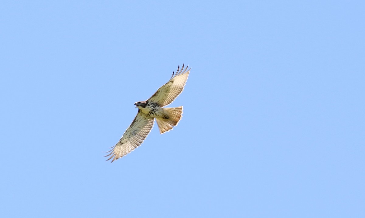 Zapelatz buztangorria - ML641002983