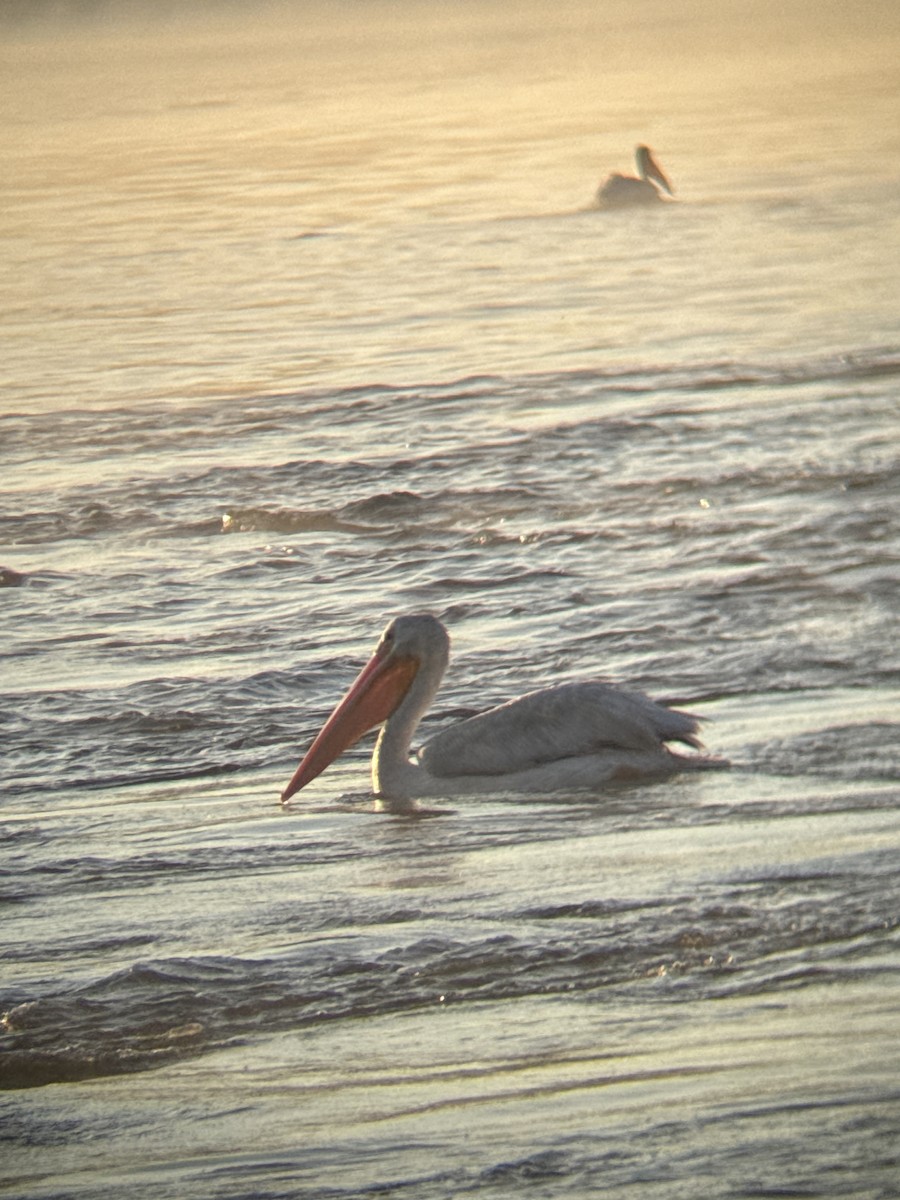 American White Pelican - ML641002985