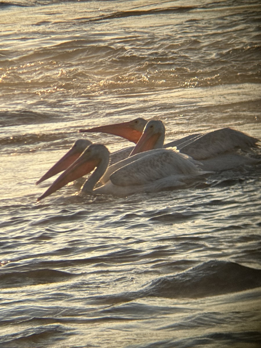 American White Pelican - ML641002986