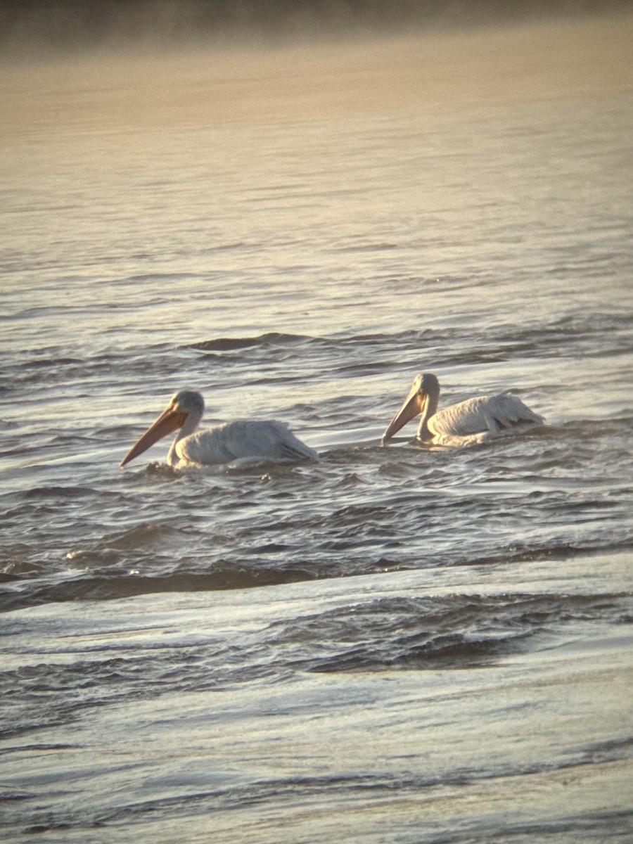 American White Pelican - ML641002987