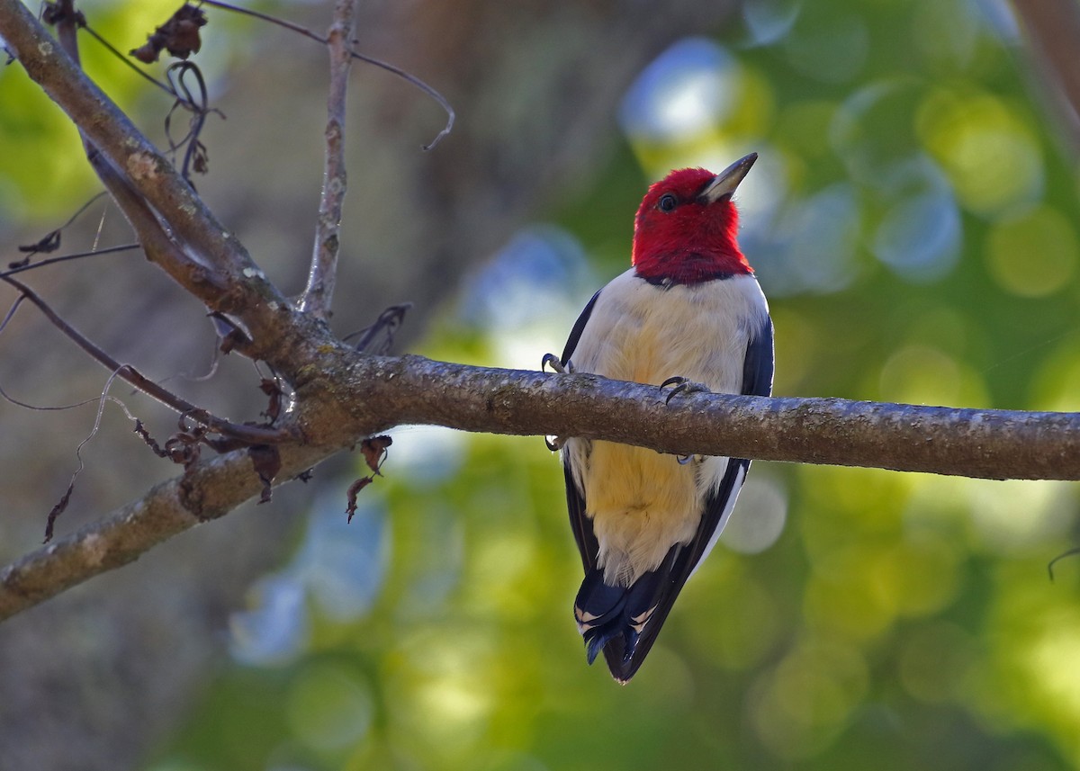 Red-headed Woodpecker - ML641002988