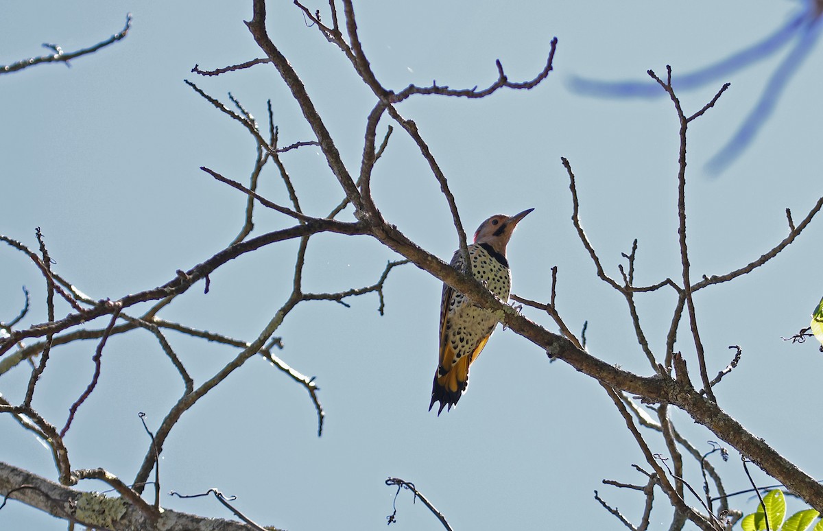 Northern Flicker (Yellow-shafted) - ML641002998