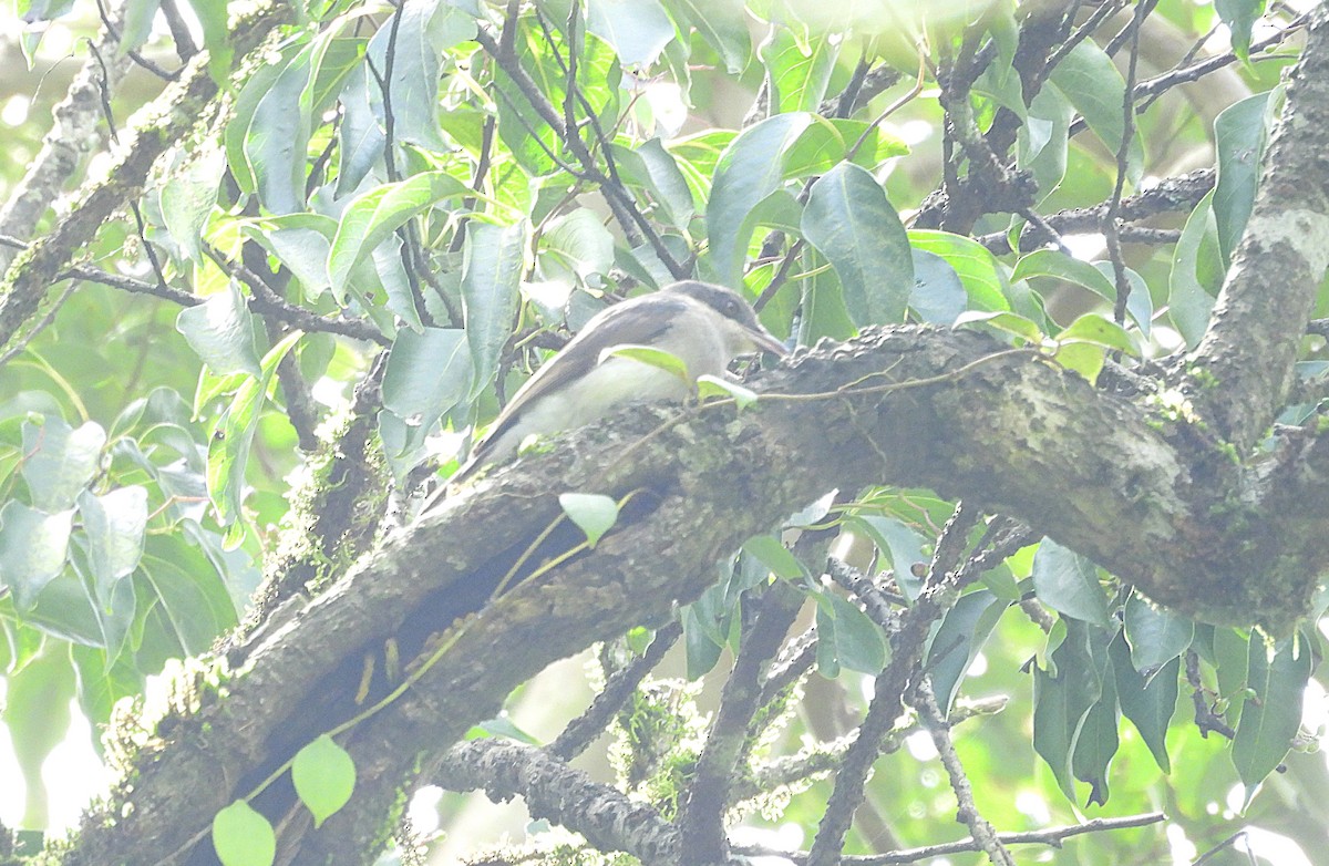 Malabar Woodshrike - ML641003028