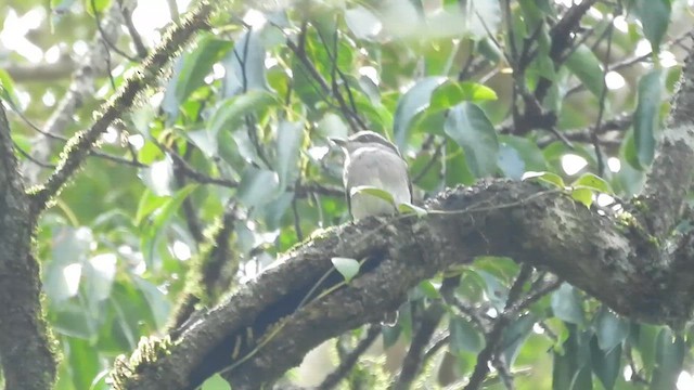 Malabar Woodshrike - ML641003029