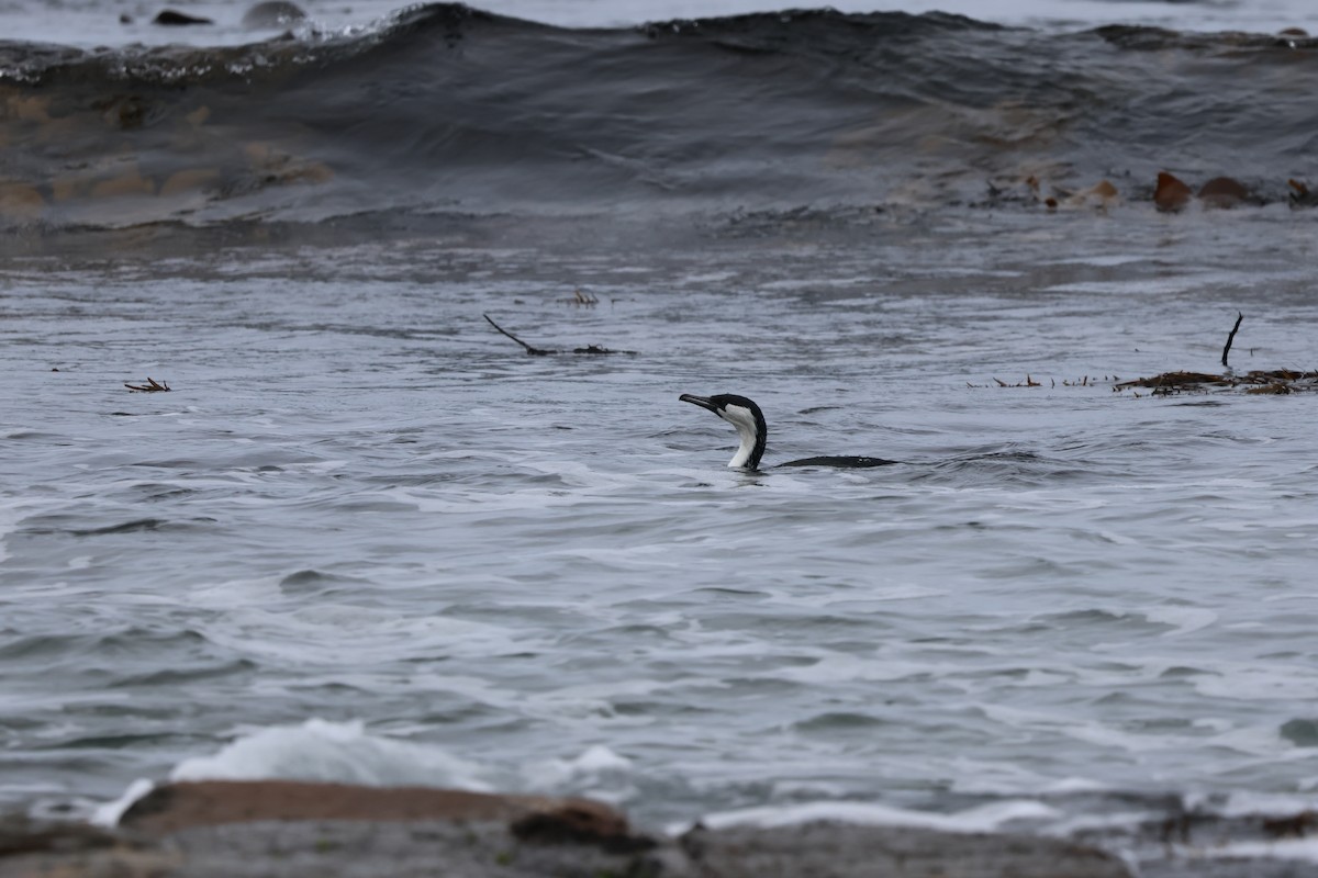 Black-faced Cormorant - ML641003033