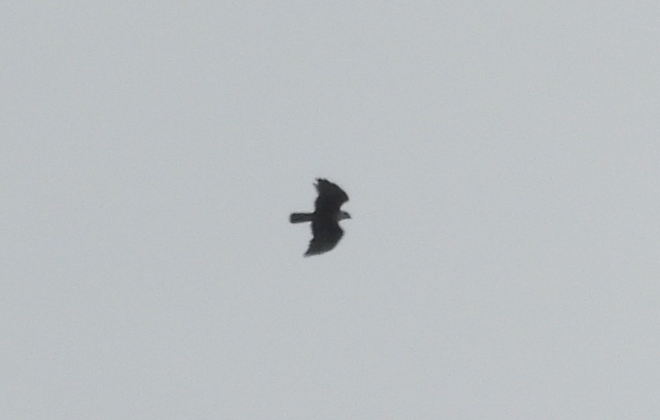 Rufous-bellied Eagle - ML641003059
