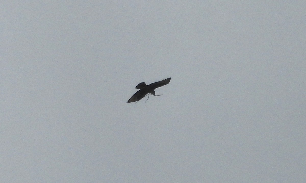 Rufous-bellied Eagle - ML641003060