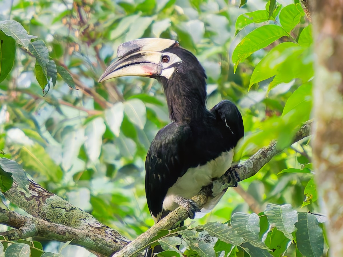 Oriental Pied-Hornbill - ML641003064