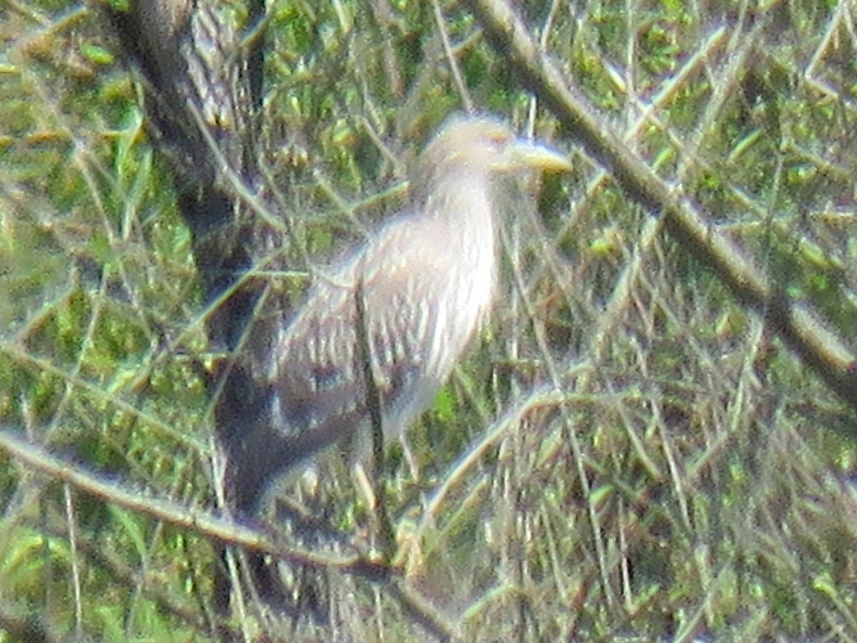 Black-crowned Night Heron - ML641003070