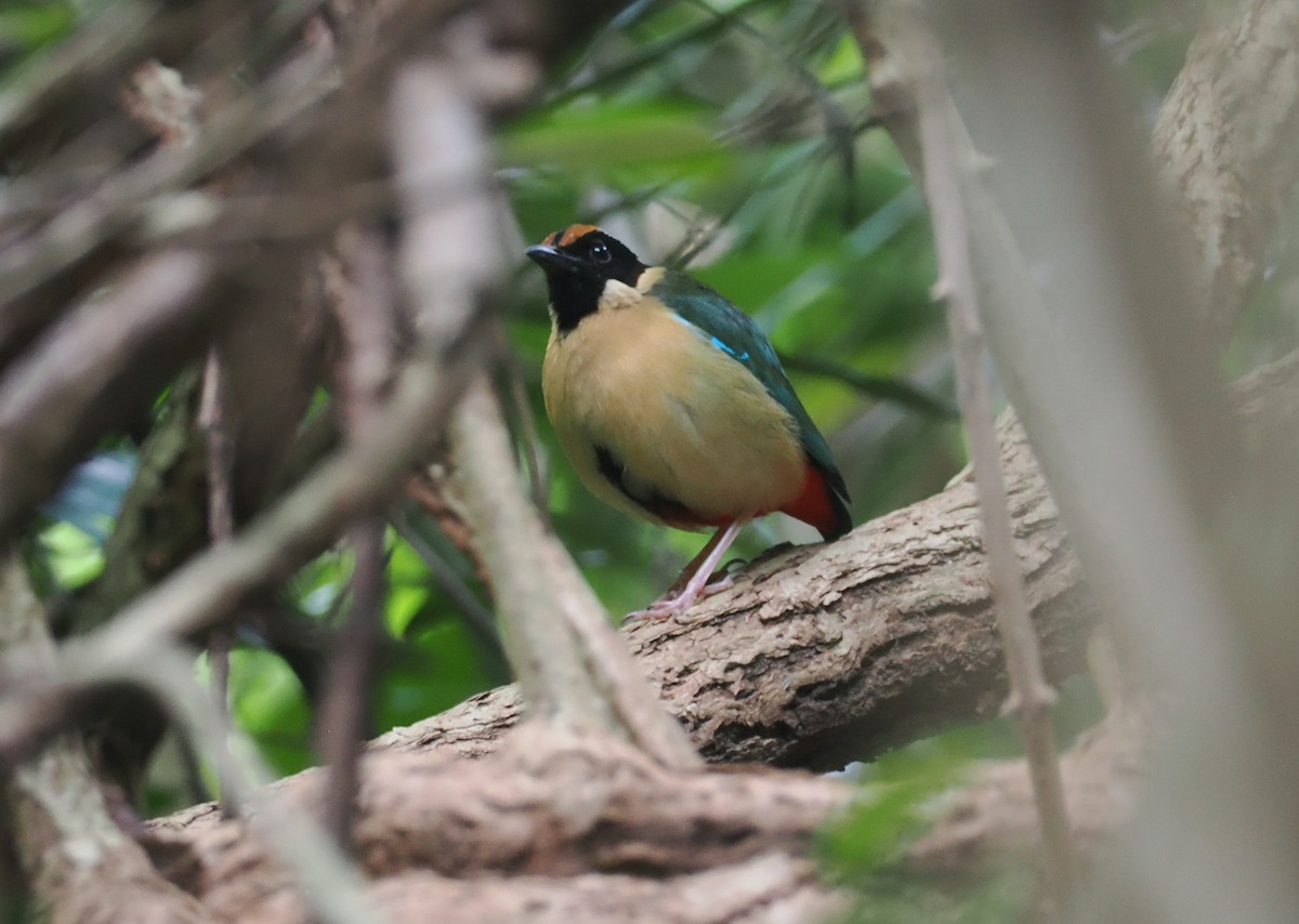 Ornate Pitta - ML641003077