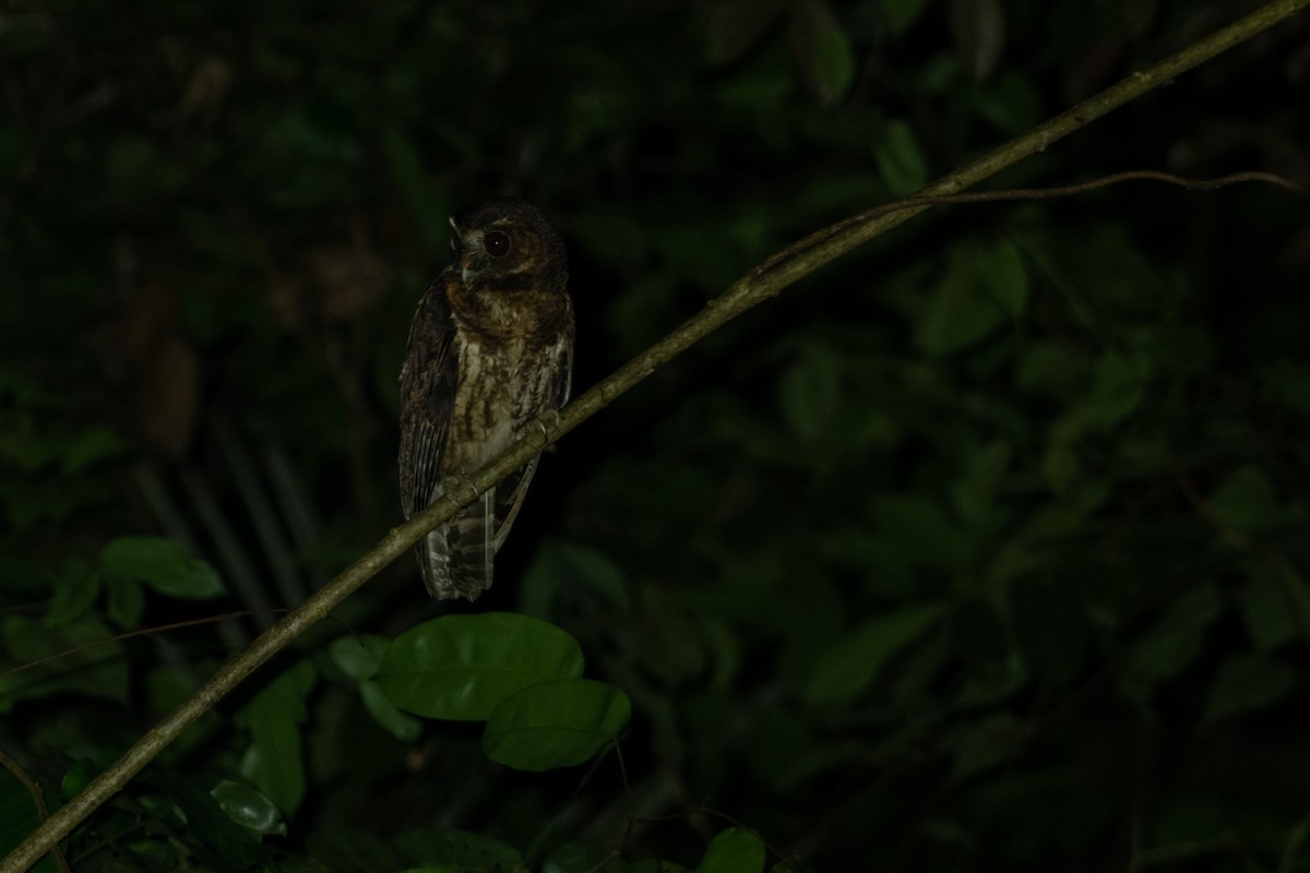 Mottled Owl - ML641003080