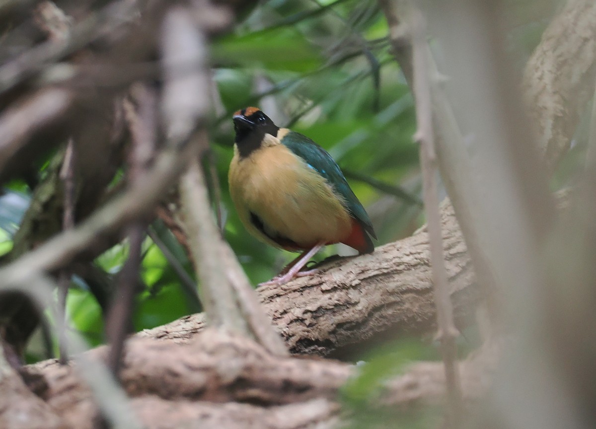 Ornate Pitta - ML641003085