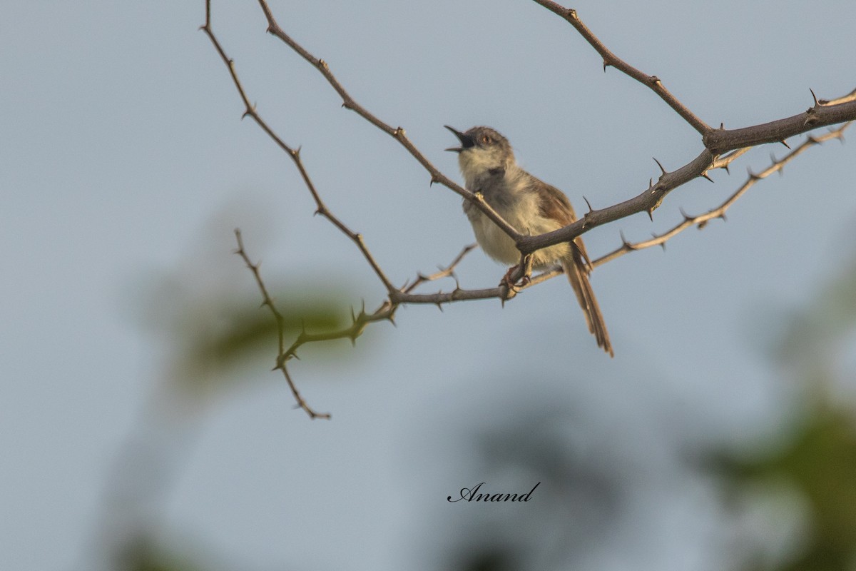 Prinia de Hodgson - ML641003099