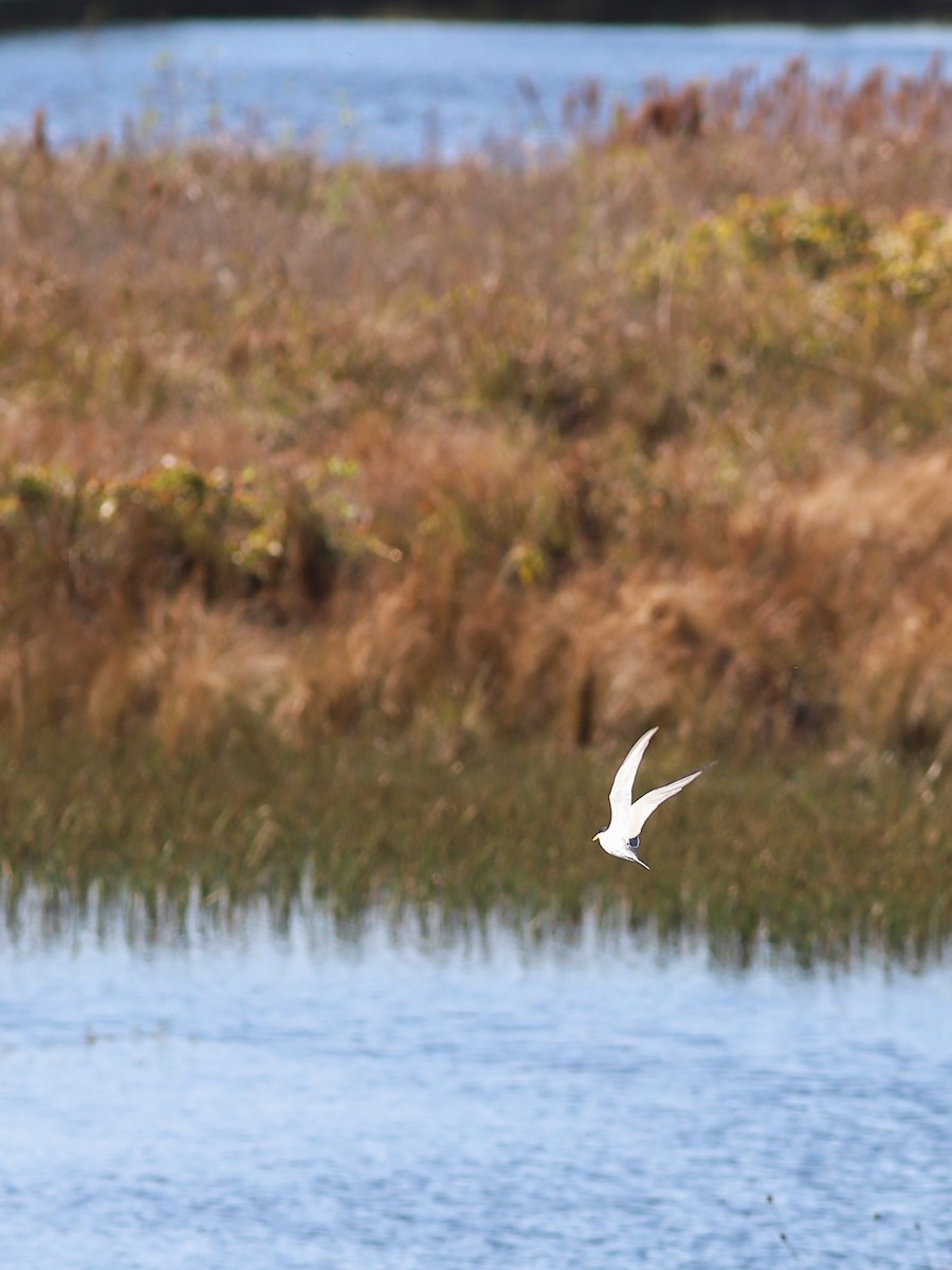 Yellow-billed Tern - ML641003100