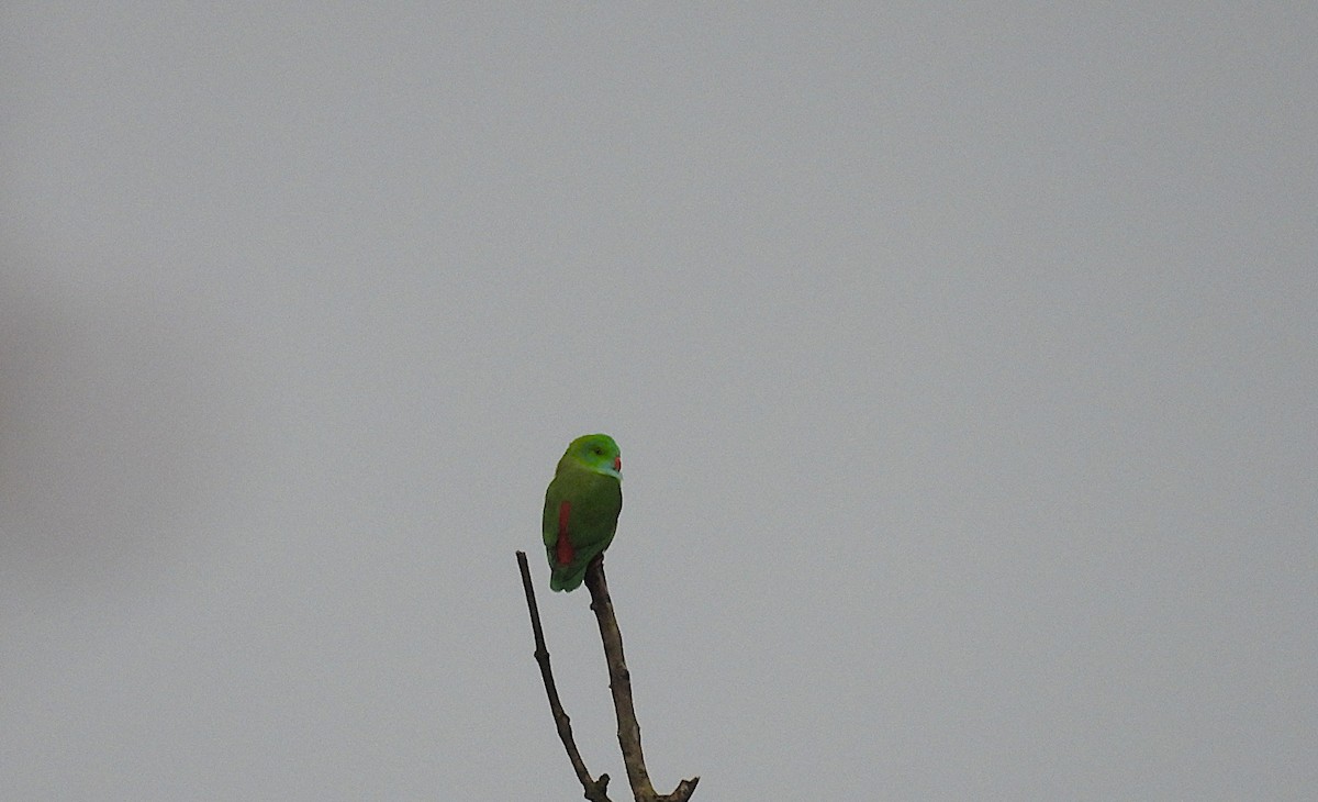 Vernal Hanging-Parrot - ML641003108
