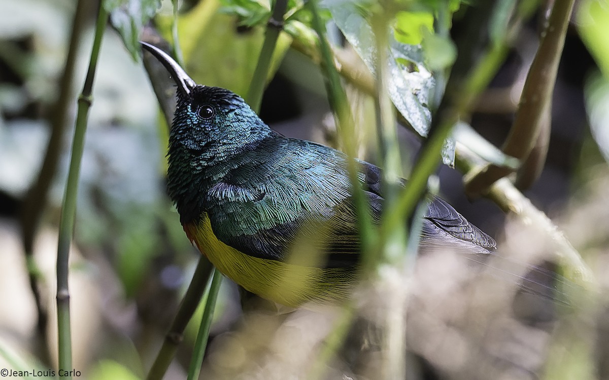Regal Sunbird - ML641003131