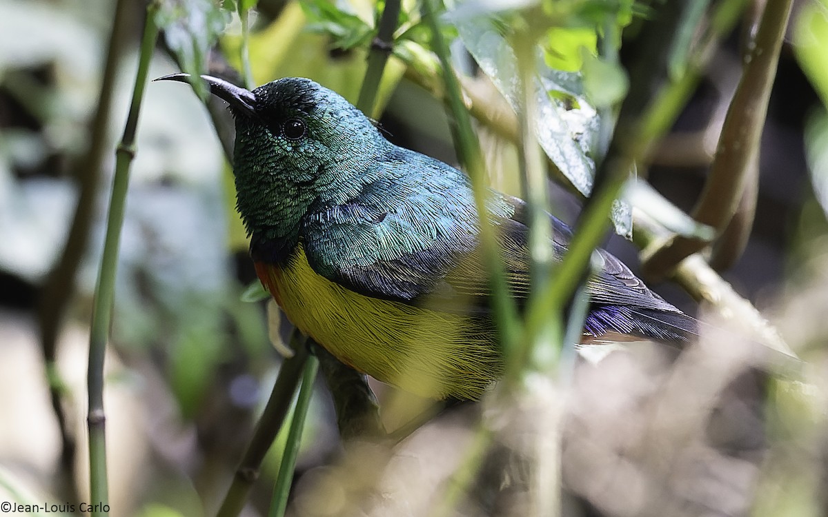 Regal Sunbird - ML641003132