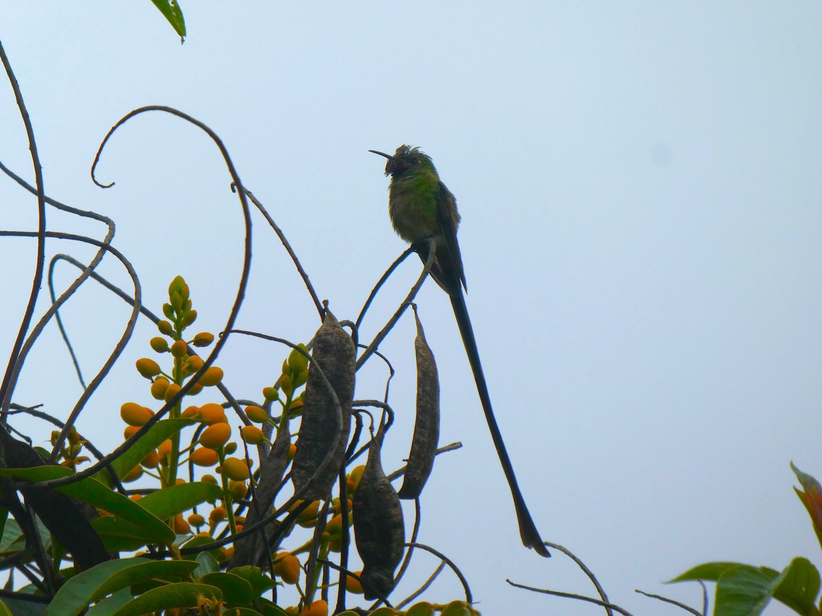 Black-tailed Trainbearer - ML641003174