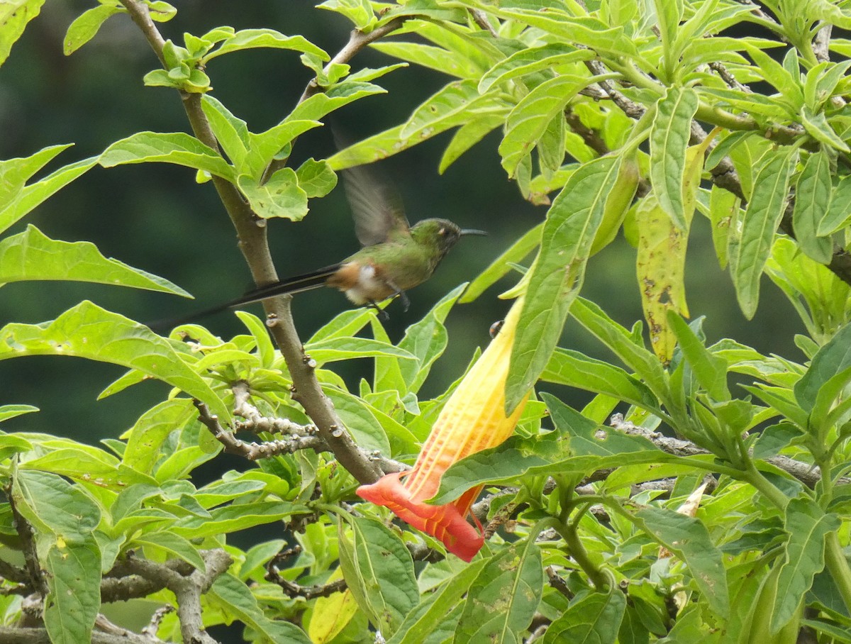 Black-tailed Trainbearer - ML641003175