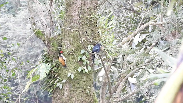 Black-rumped Flameback - ML641003181