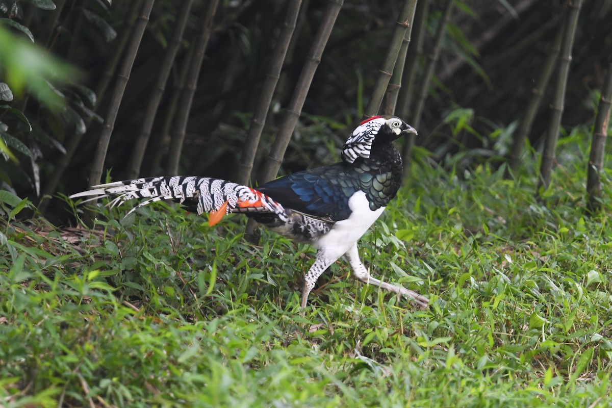 Lady Amherst's Pheasant - ML641003189