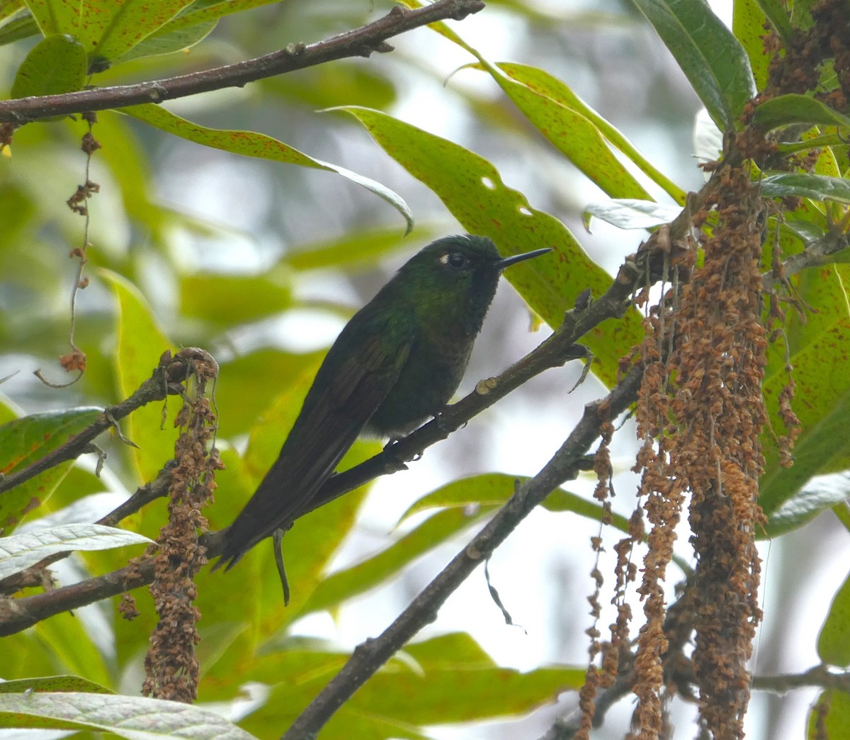 Tyrian Metaltail - ML641003191