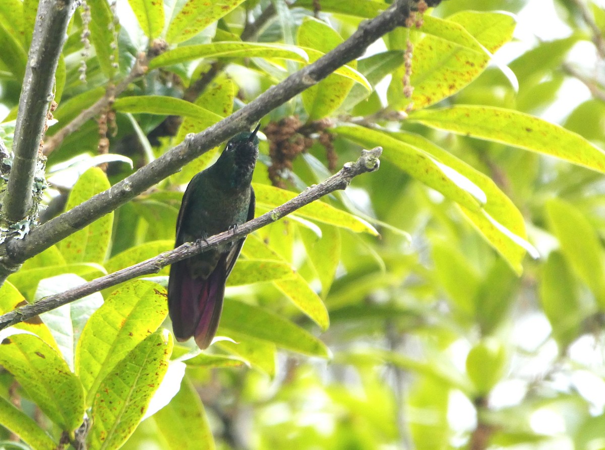 Tyrian Metaltail - ML641003192