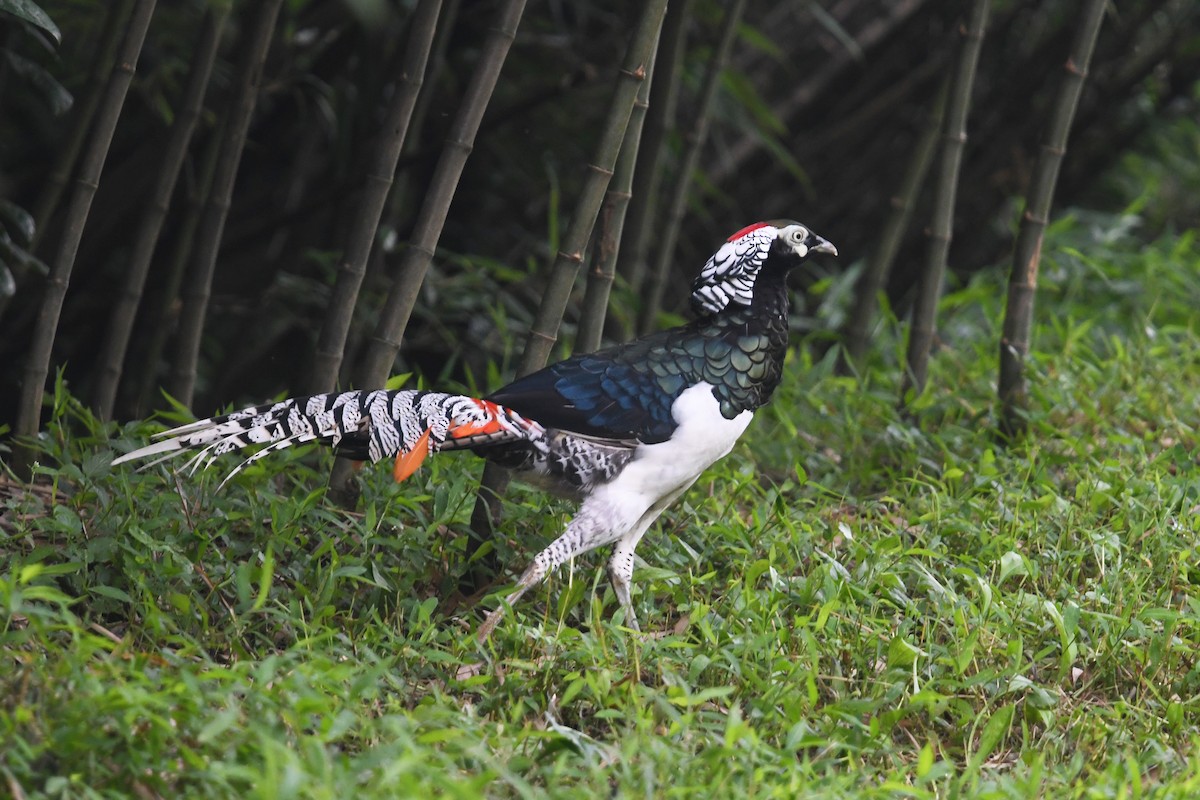 Lady Amherst's Pheasant - ML641003194