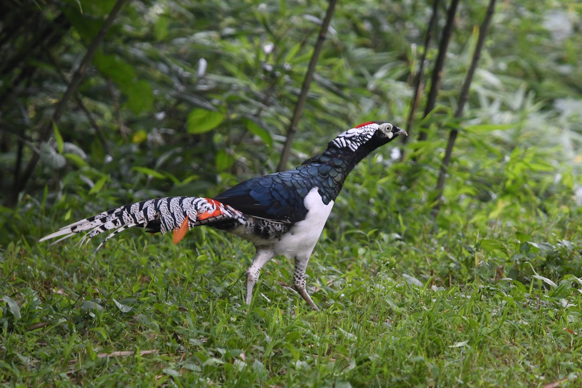 Lady Amherst's Pheasant - ML641003197