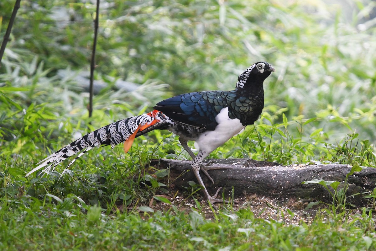 Lady Amherst's Pheasant - ML641003201