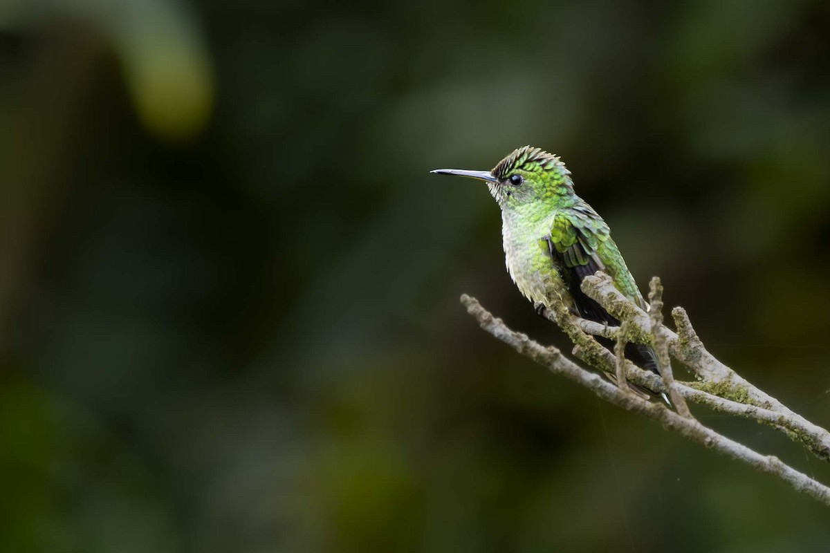 Scaly-breasted Hummingbird - ML641003202