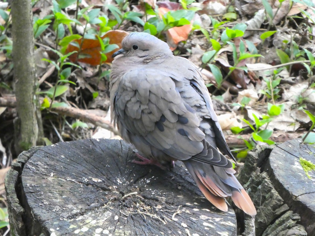 Eared Dove - ML641003209