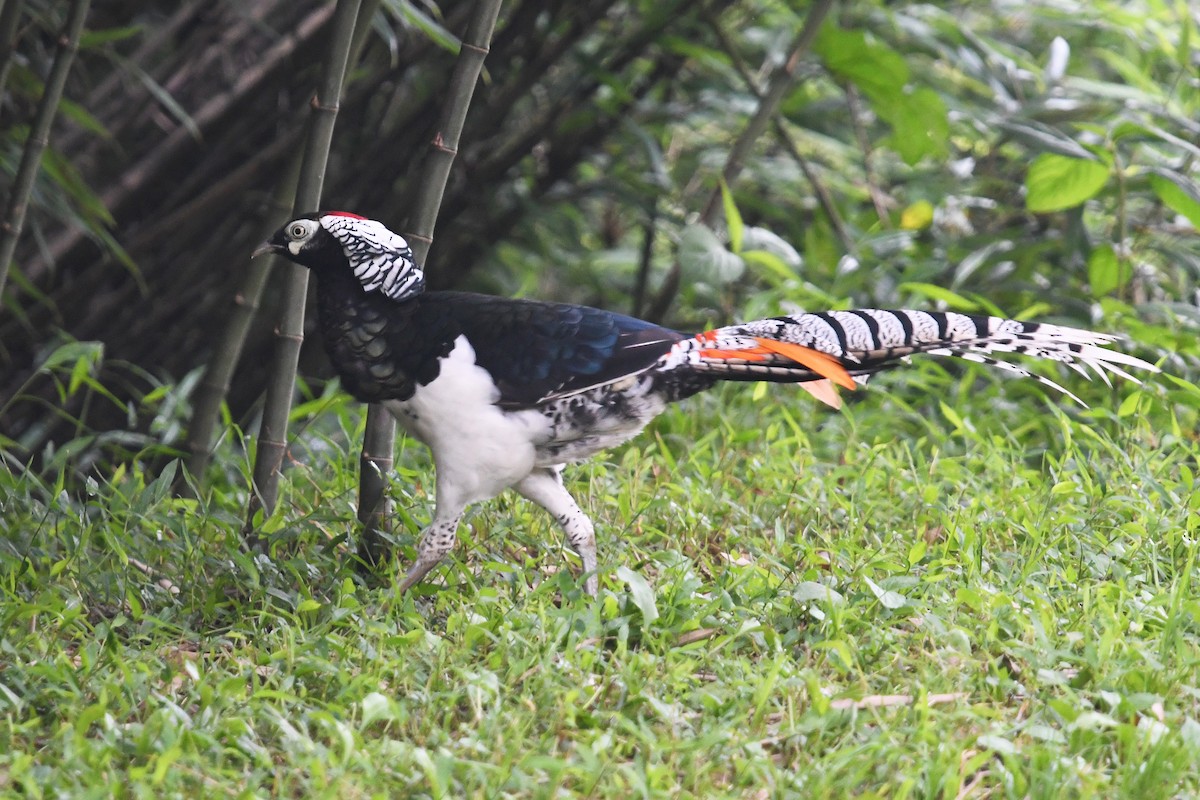 Lady Amherst's Pheasant - ML641003220