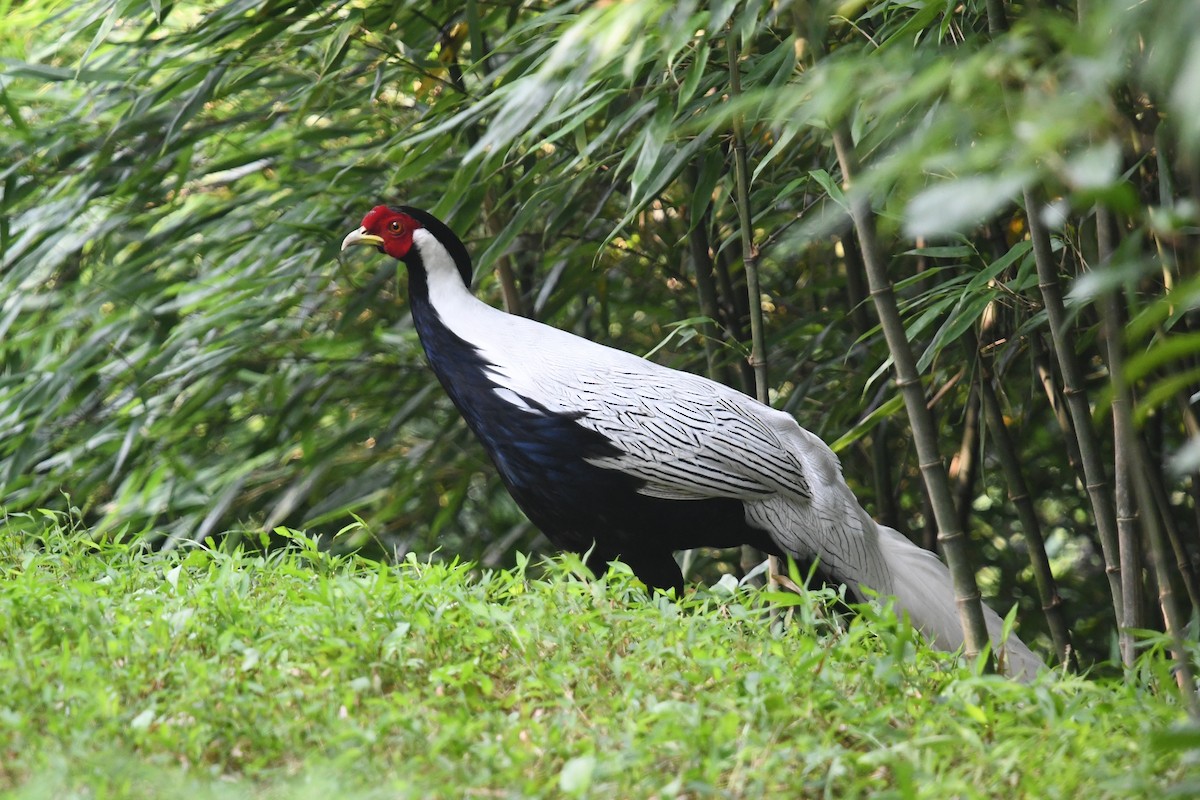 Silver Pheasant - ML641003227