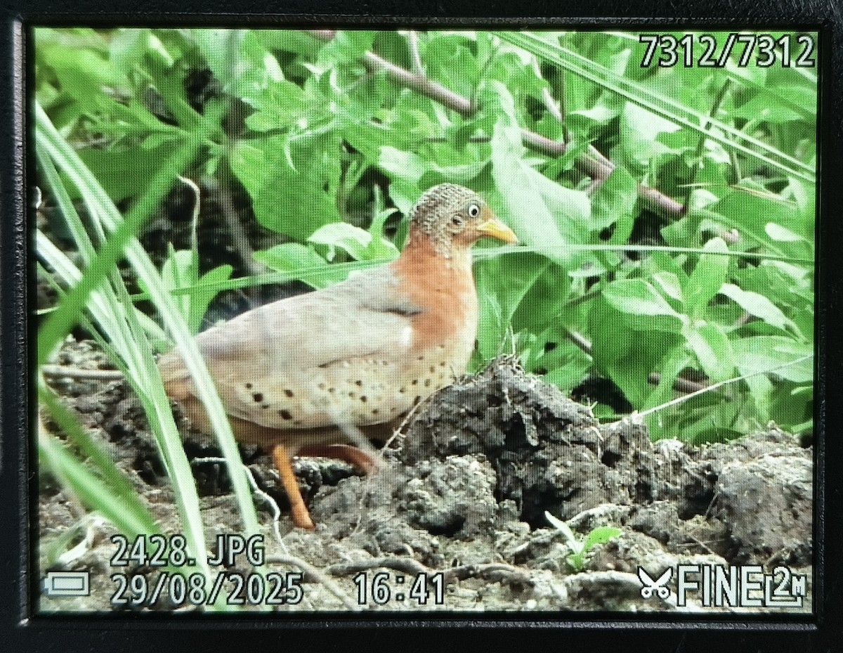 Yellow-legged Buttonquail - ML641003228