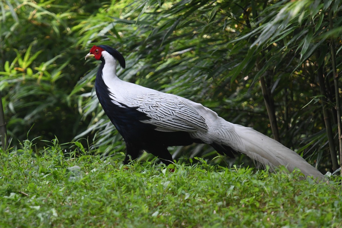 Silver Pheasant - ML641003231
