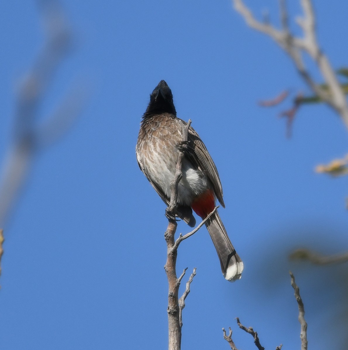 Red-vented Bulbul - ML641003234