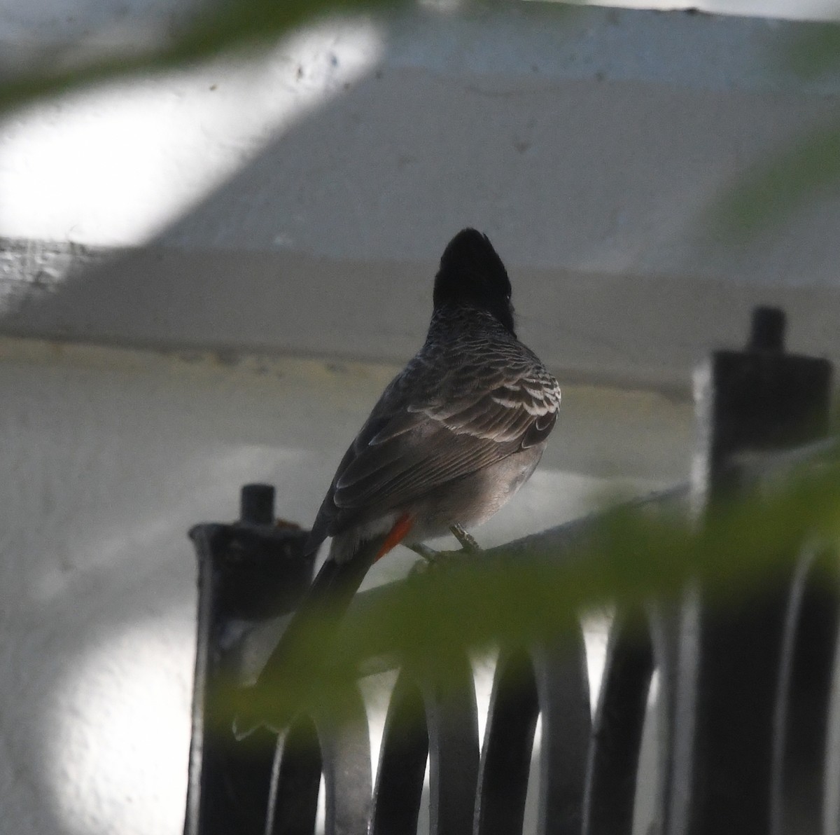 Red-vented Bulbul - ML641003235