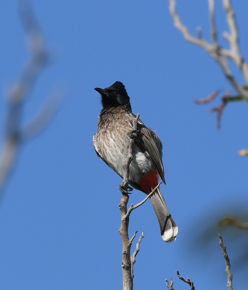 Red-vented Bulbul - ML641003236
