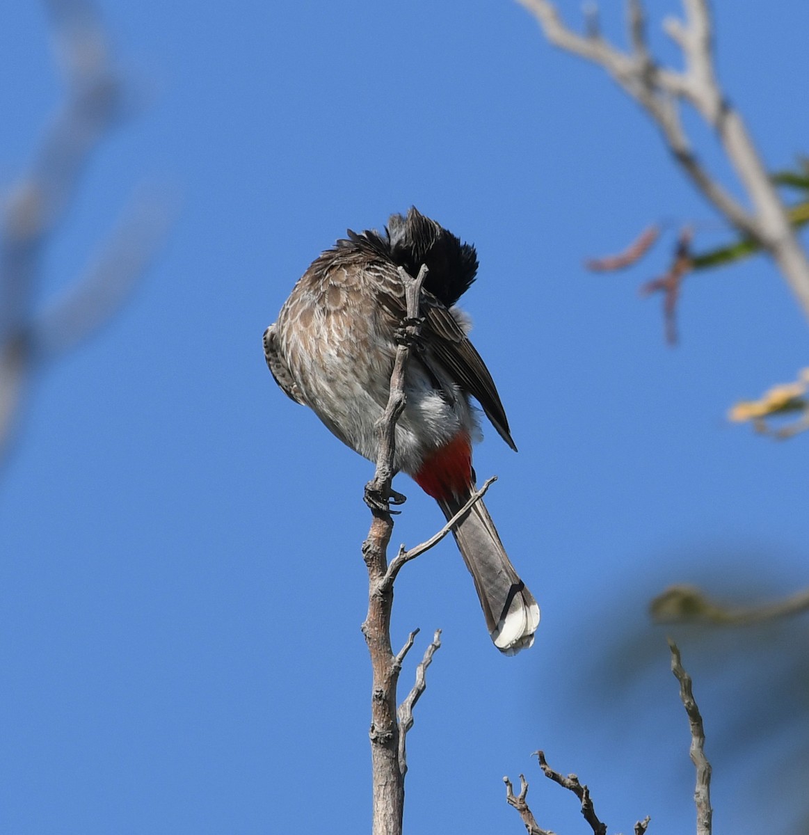 Red-vented Bulbul - ML641003237