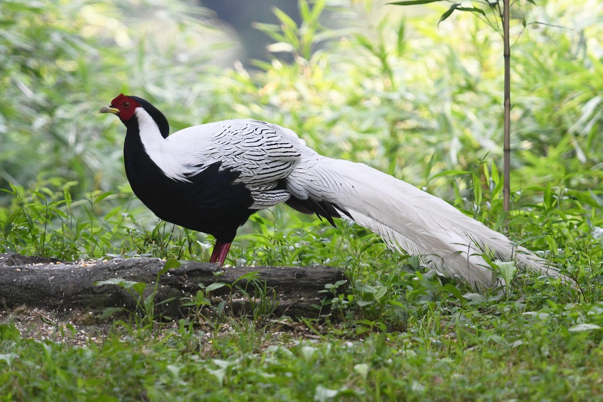 Silver Pheasant - ML641003240