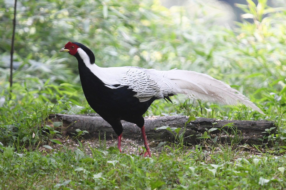 Silver Pheasant - ML641003241