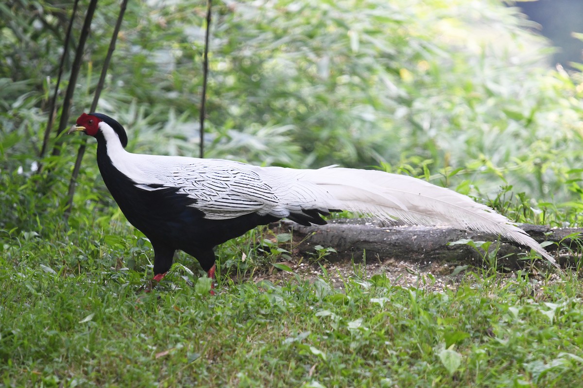 Silver Pheasant - ML641003248