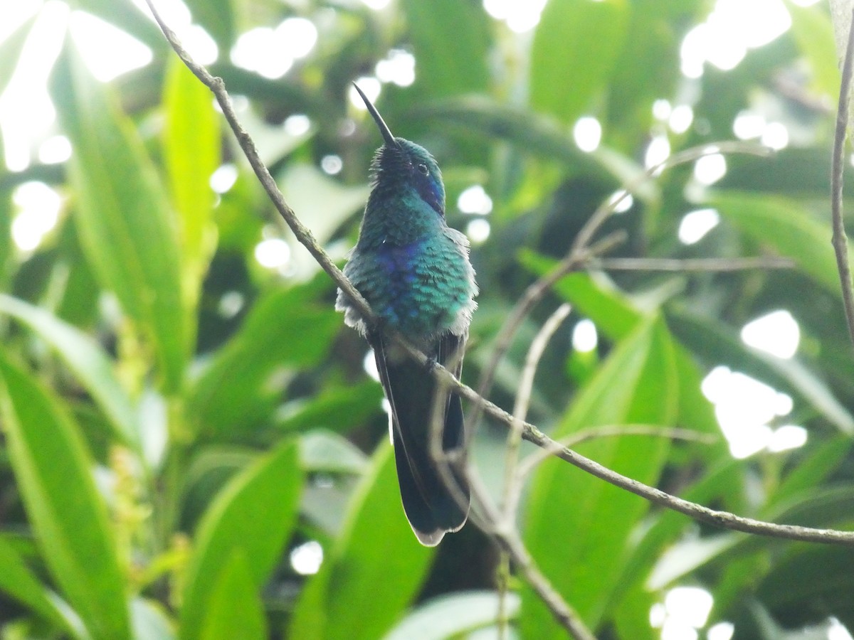 Sparkling Violetear - ML641003252