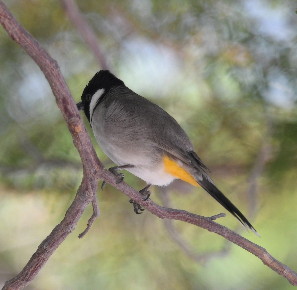 White-eared Bulbul - ML641003254