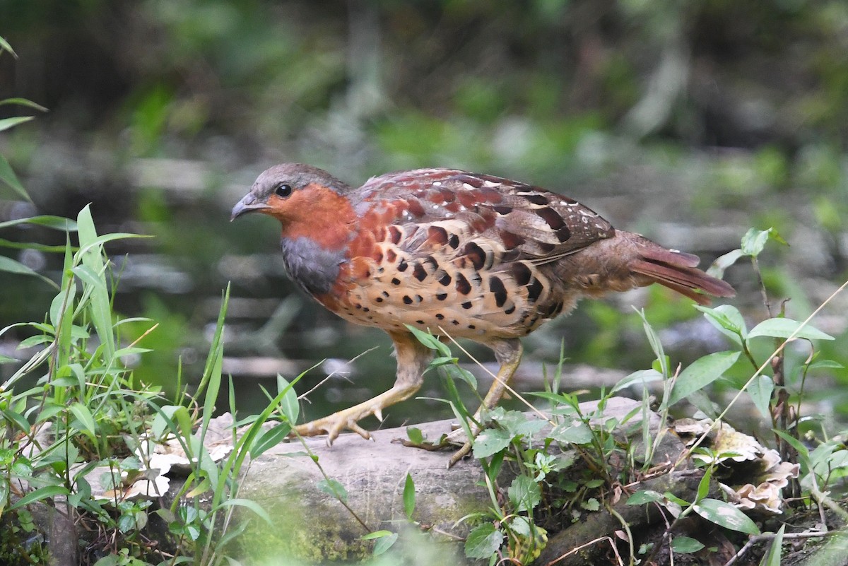 Chinese Bamboo-Partridge - ML641003257