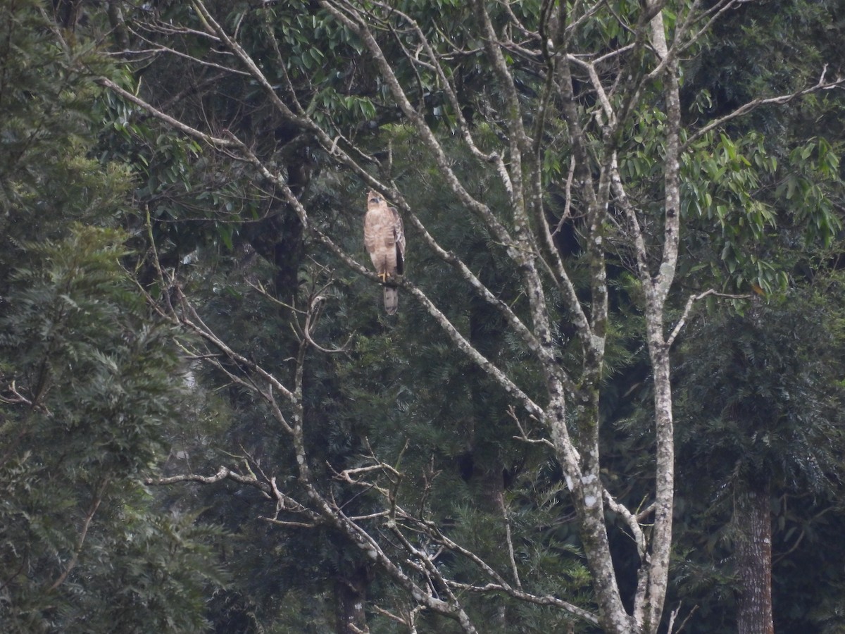 Legge's Hawk-Eagle - ML641003260