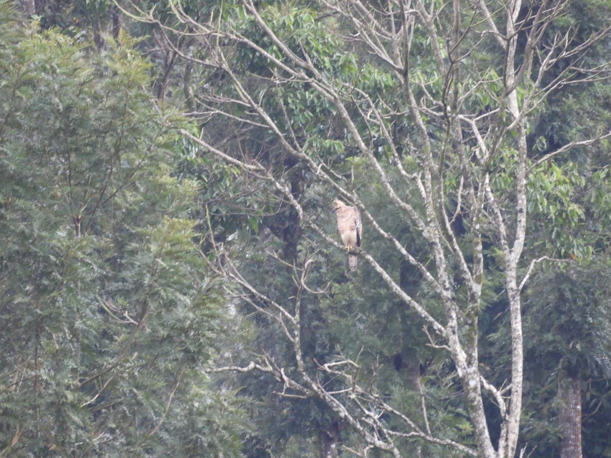 Legge's Hawk-Eagle - ML641003262