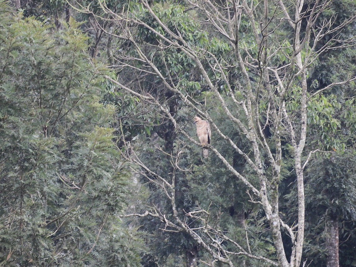 Legge's Hawk-Eagle - ML641003263